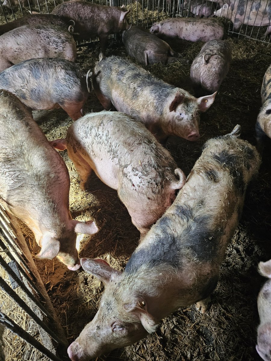 Półtusze wieprzowe z własnego gospodarstwa