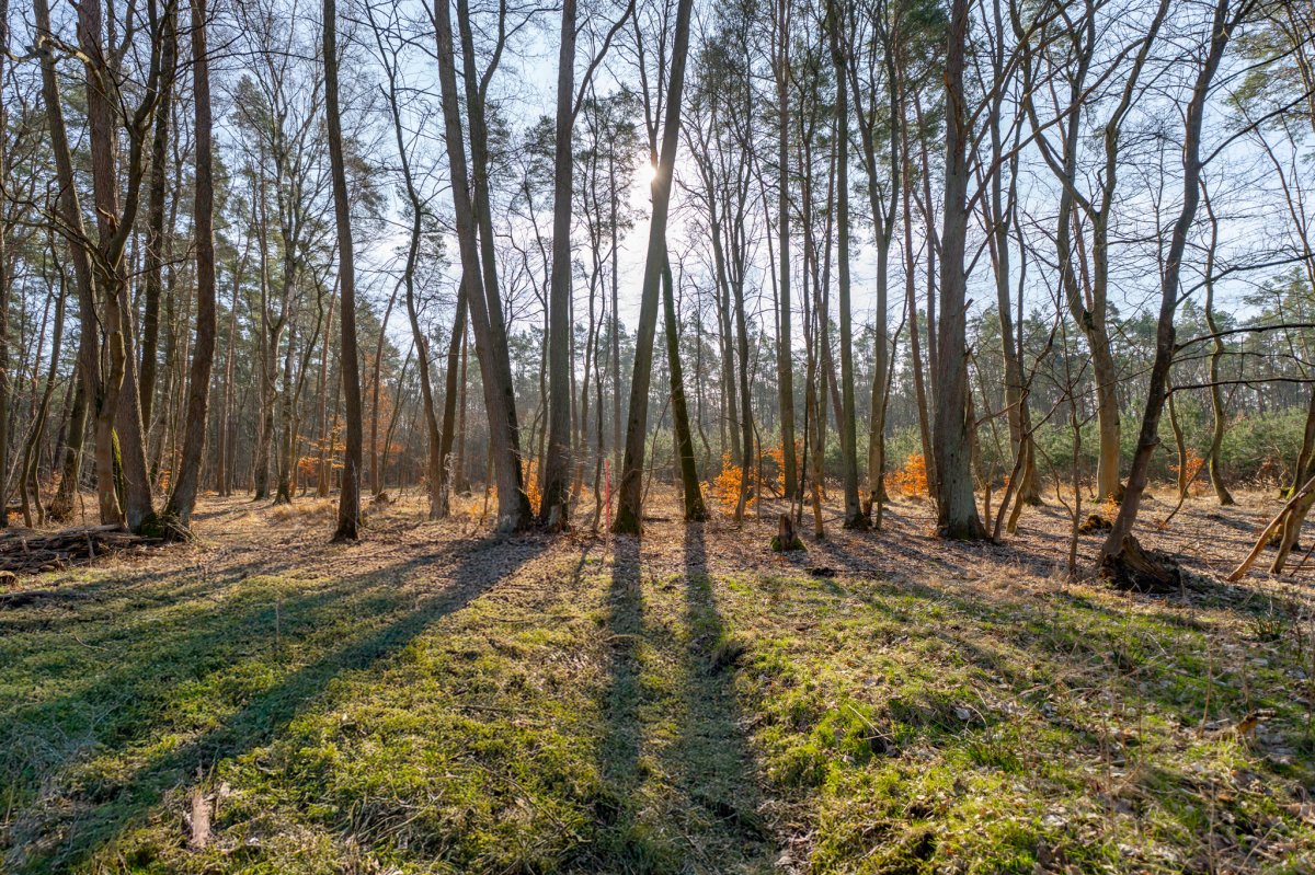 Działka z prywatnym lasem przy zalewie Szczecińskim.