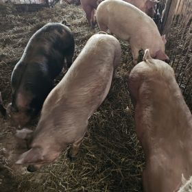 Półtusze wieprzowe z własnego gospodarstwa 