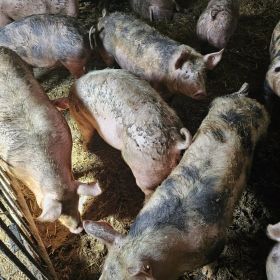 Półtusze wieprzowe z własnego gospodarstwa 