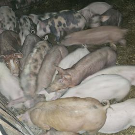 Prosie do pieczenia od rolnika 