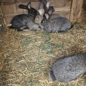 Młode króliki olbrzym belgijski 