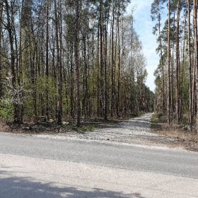 Strzeniówka gm. Nadarzyn. Leśna działka budowlana